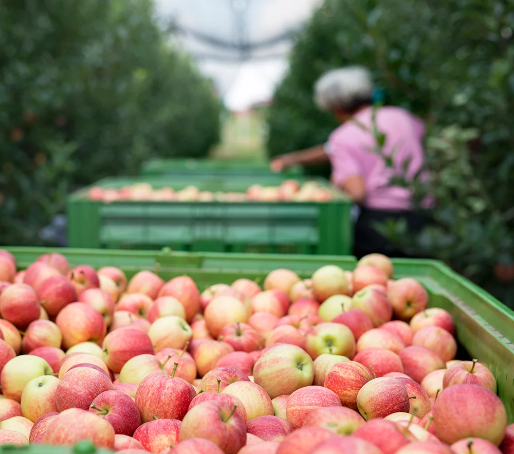 Skup owoc&oacute;w, ZAMVINEX &ndash; Producent mrożonych owoc&oacute;w i&nbsp;warzyw | Jakość, świeżość, smak